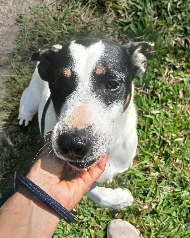 Michael, cachorro de porte pequeno para adoção em Ibiúna - SP