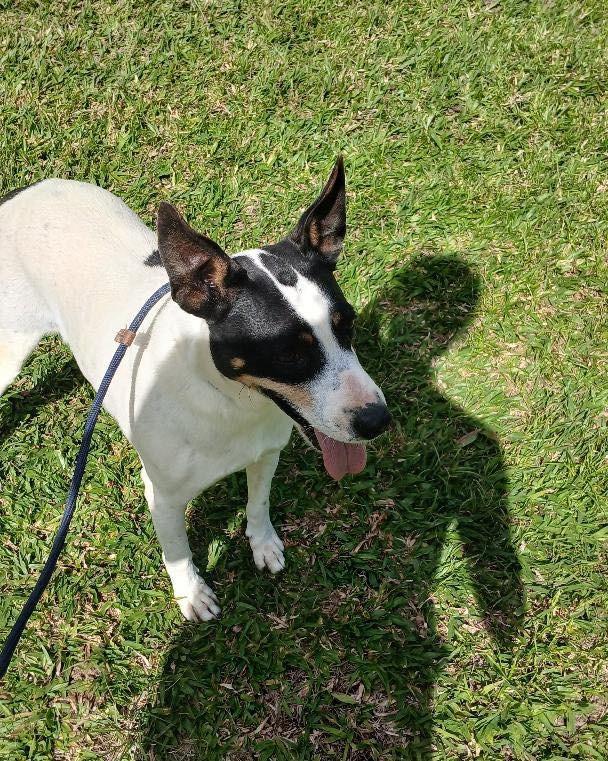 Michael, cachorro de porte pequeno para adoção em Ibiúna - SP — foto 2 de 3