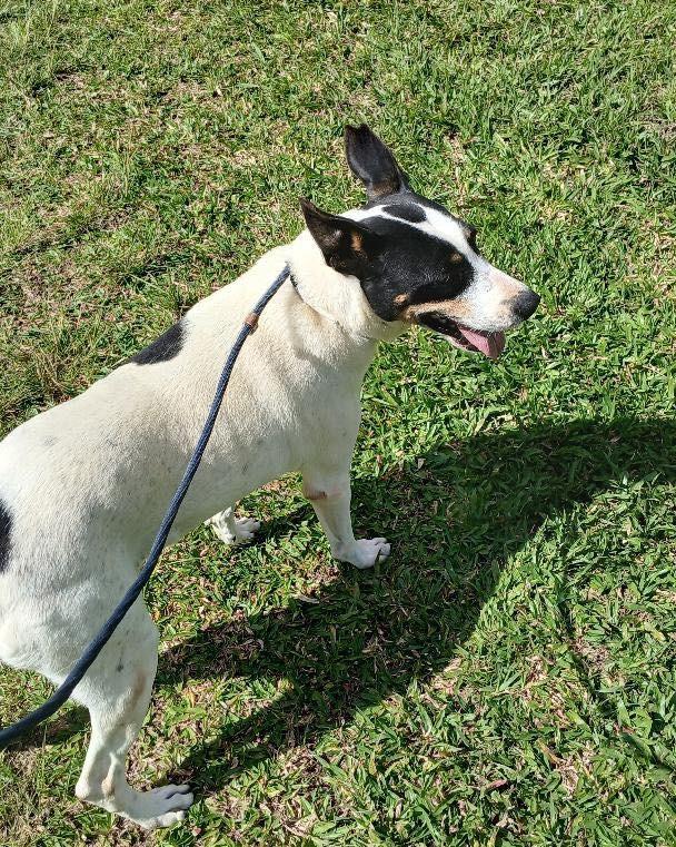Michael, cachorro de porte pequeno para adoção em Ibiúna - SP — foto 3 de 3