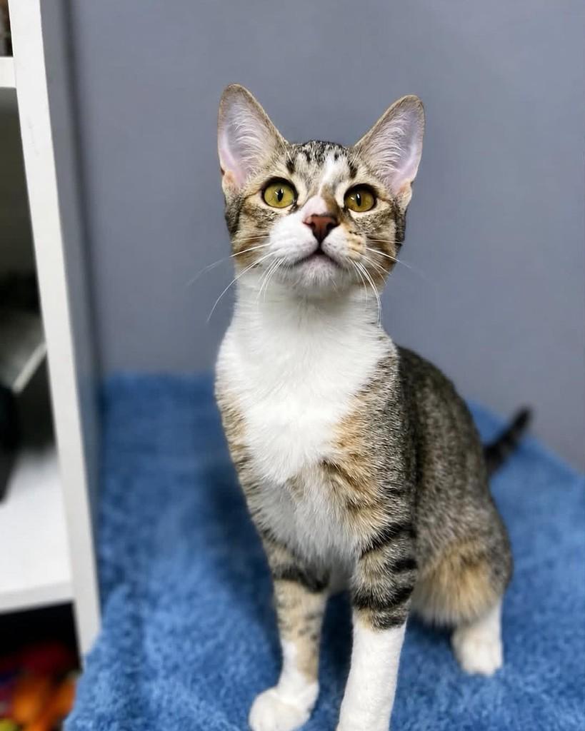 Netuno, gato de porte pequeno para adoção em Ibiúna - SP