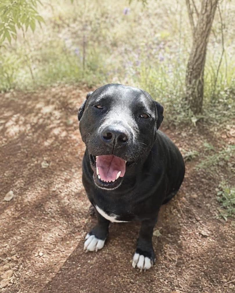 Brian, cachorro de porte pequeno para adoção em Ibiúna - SP