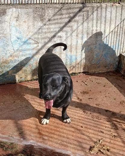 Brian, cachorro de porte pequeno para adoção em Ibiúna - SP — foto 2 de 3