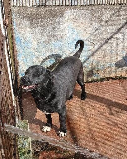 Brian, cachorro de porte pequeno para adoção em Ibiúna - SP — foto 3 de 3