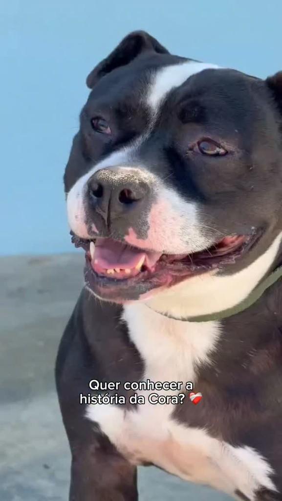 Cora, cachorro de porte médio para adoção em Ibiúna - SP