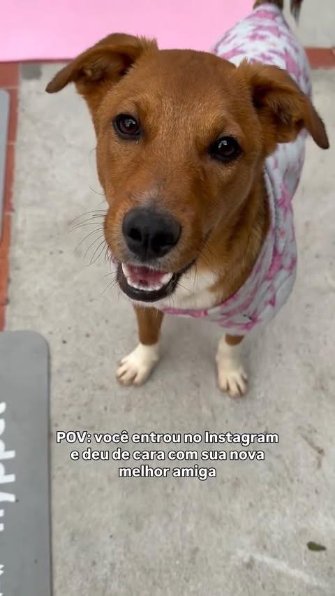 Cocada, cachorro de porte pequeno para adoção em Ibiúna - SP