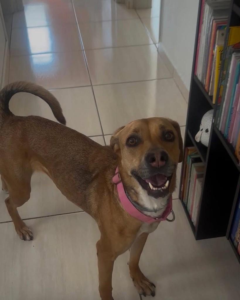 Margarida, cadela de porte médio para adoção em Ibiúna - SP — foto 2 de 3