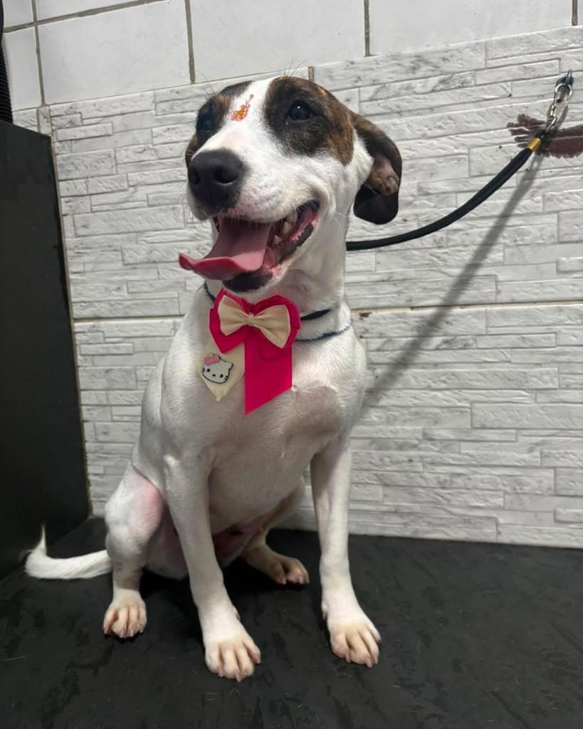 Drica, cadela de porte médio para adoção em Ibiúna - SP — foto 2 de 4