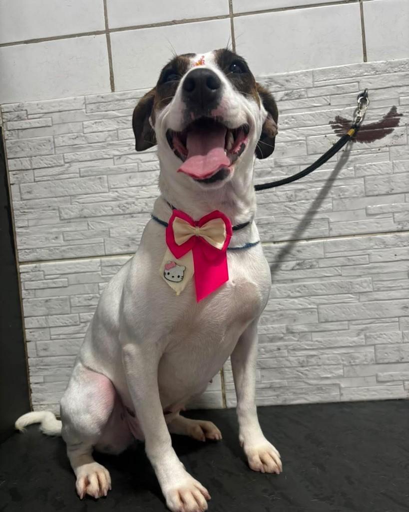 Drica, cadela de porte médio para adoção em Ibiúna - SP — foto 3 de 4