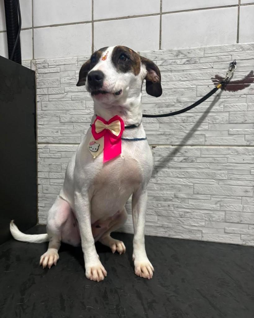 Drica, cadela de porte médio para adoção em Ibiúna - SP — foto 4 de 4