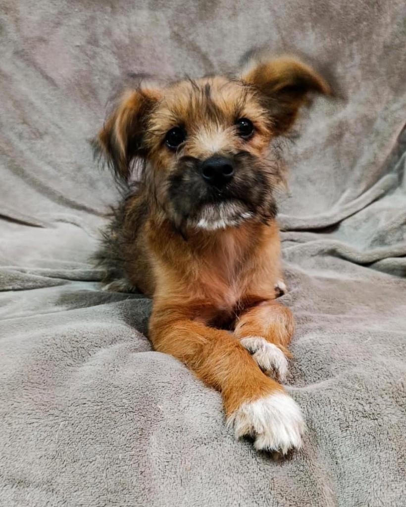 Aang, cachorro de porte grande para adoção em Ibiúna - SP