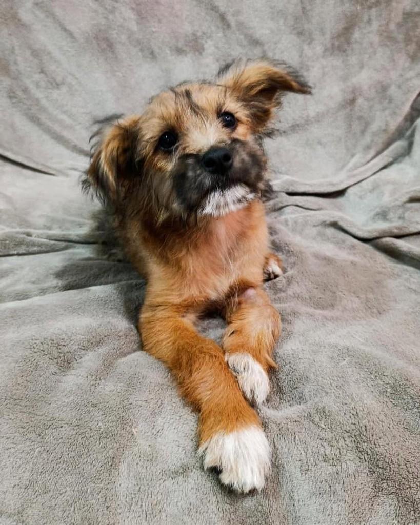 Aang, cachorro de porte grande para adoção em Ibiúna - SP — foto 2 de 4