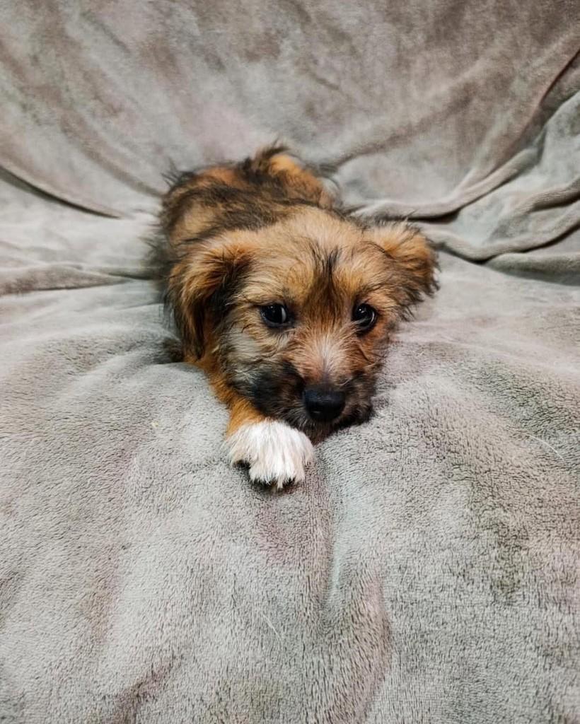Aang, cachorro de porte grande para adoção em Ibiúna - SP — foto 3 de 4