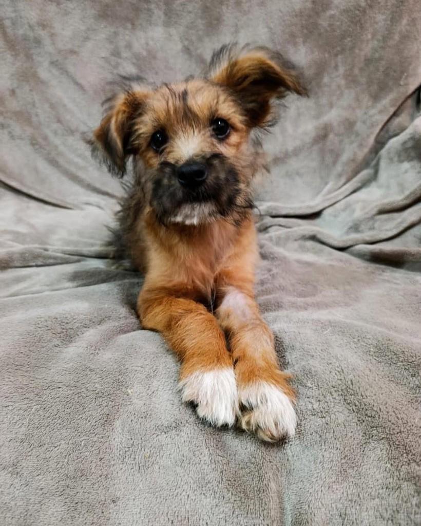 Aang, cachorro de porte grande para adoção em Ibiúna - SP — foto 4 de 4