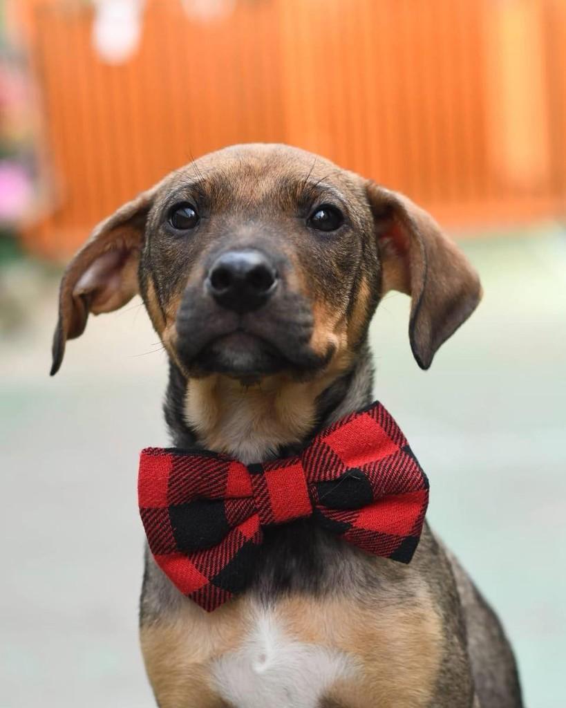 Atlas, cachorro de porte médio para adoção em Ibiúna - SP