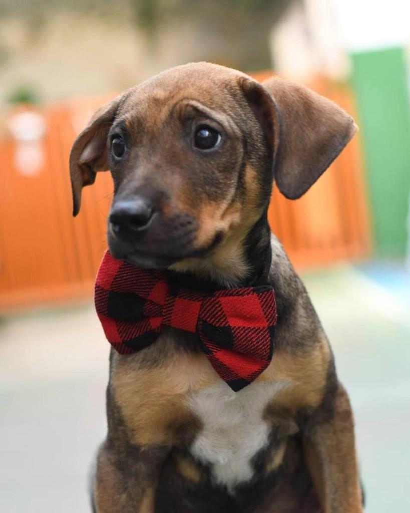 Atlas, cachorro de porte médio para adoção em Ibiúna - SP — foto 2 de 3