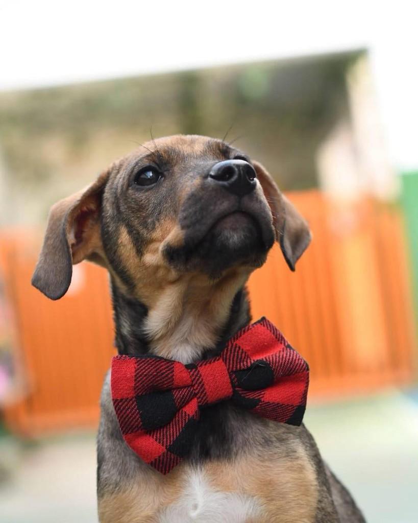 Atlas, cachorro de porte médio para adoção em Ibiúna - SP — foto 3 de 3