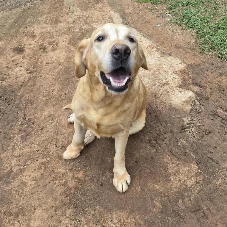 Cacau, cachorro de porte médio para adoção em Sumaré - SP