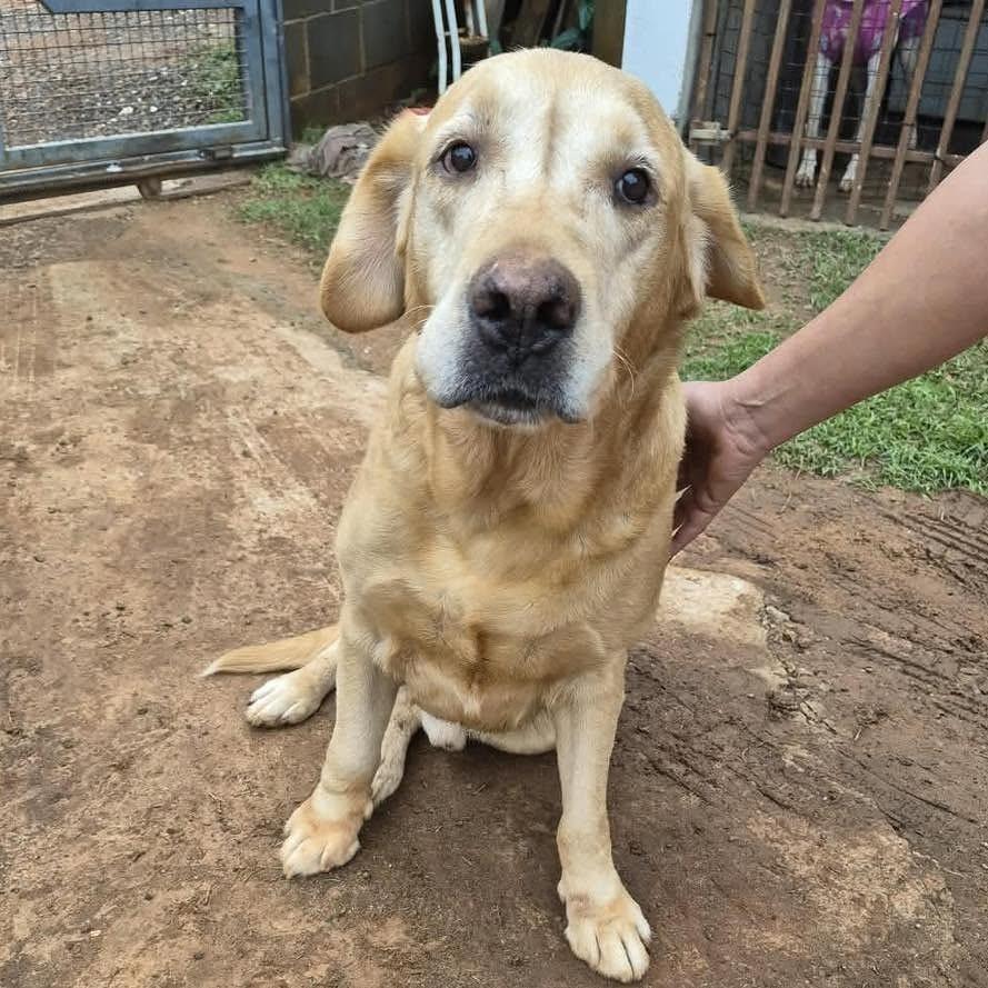 Cacau, cachorro de porte médio para adoção em Sumaré - SP — foto 2 de 3