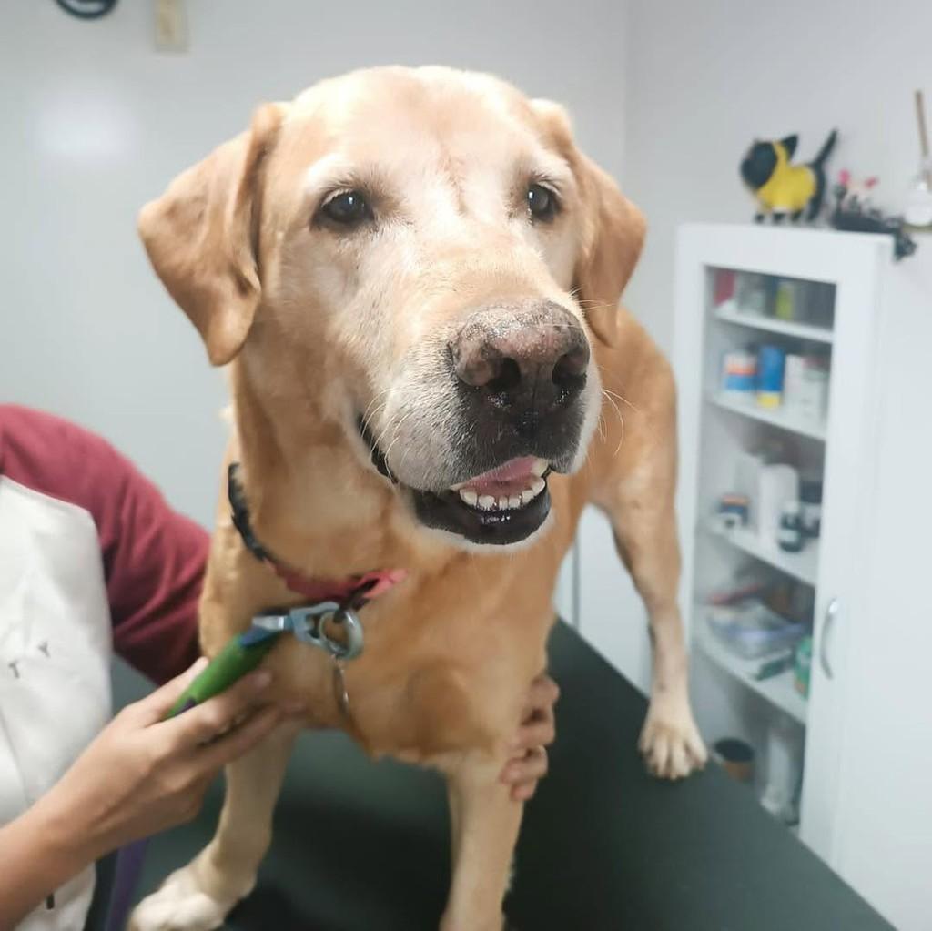 Cacau, cachorro de porte médio para adoção em Sumaré - SP — foto 3 de 3