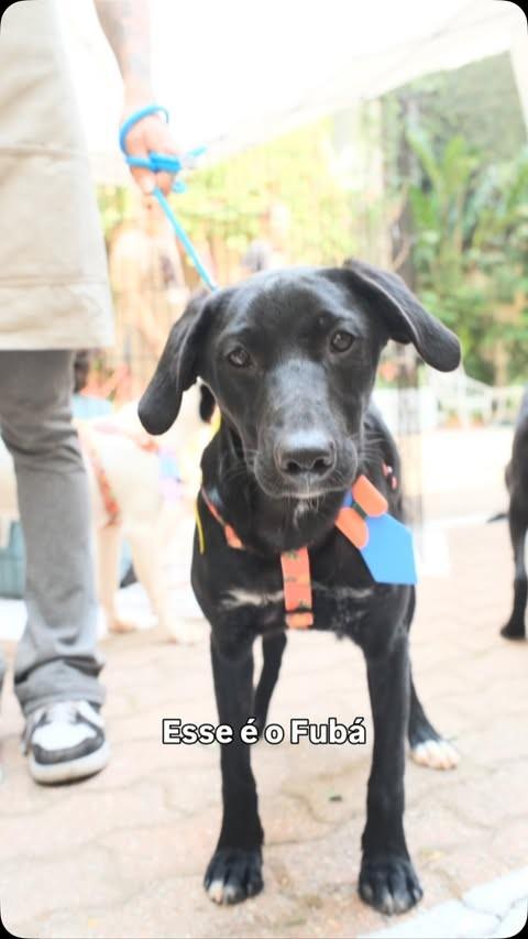 Fubá, cachorro de porte médio para adoção em Ibiúna - SP