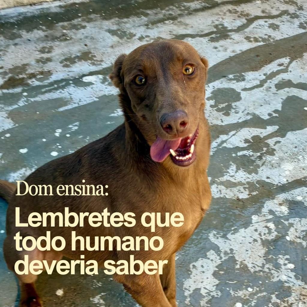 Dom, cachorro de porte grande para adoção em Ibiúna - SP