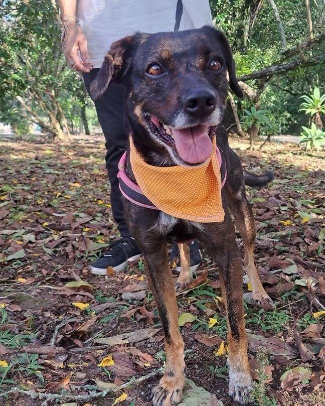 Baruk, cachorro de porte médio para adoção em Ibiúna - SP
