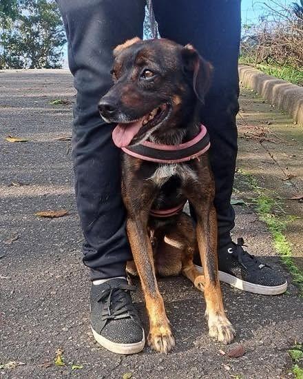 Baruk, cachorro de porte médio para adoção em Ibiúna - SP — foto 2 de 4