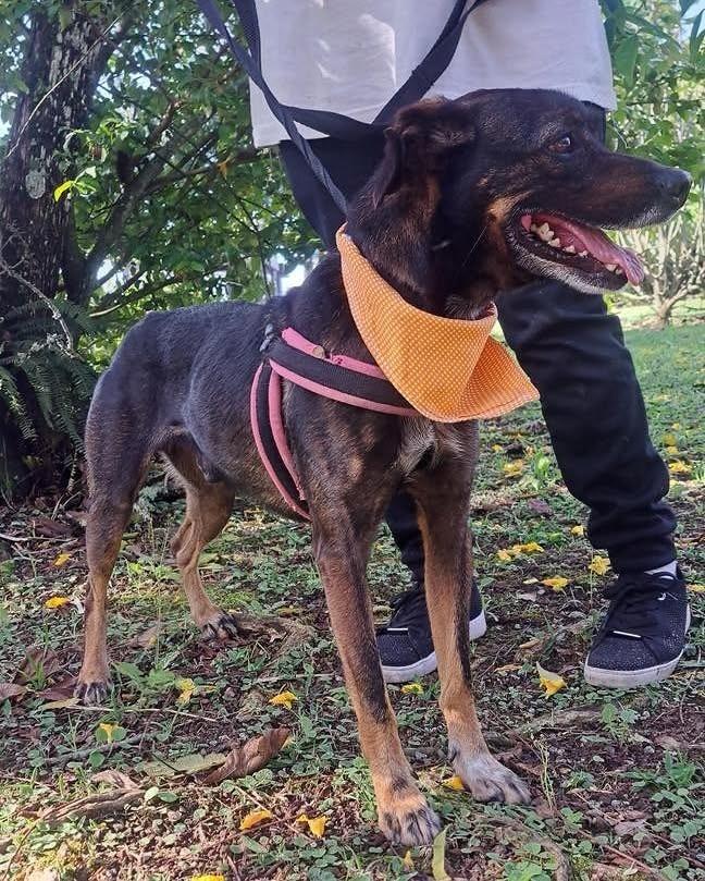 Baruk, cachorro de porte médio para adoção em Ibiúna - SP — foto 3 de 4