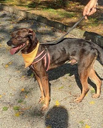 Baruk, cachorro de porte médio para adoção em Ibiúna - SP — foto 4 de 4