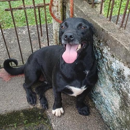 Pedrita, cadela para adoção em Ibiúna - SP