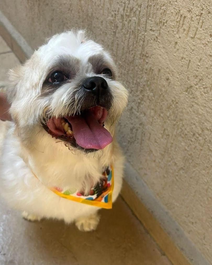 Flow, cachorro de porte pequeno para adoção em Ibiúna - SP