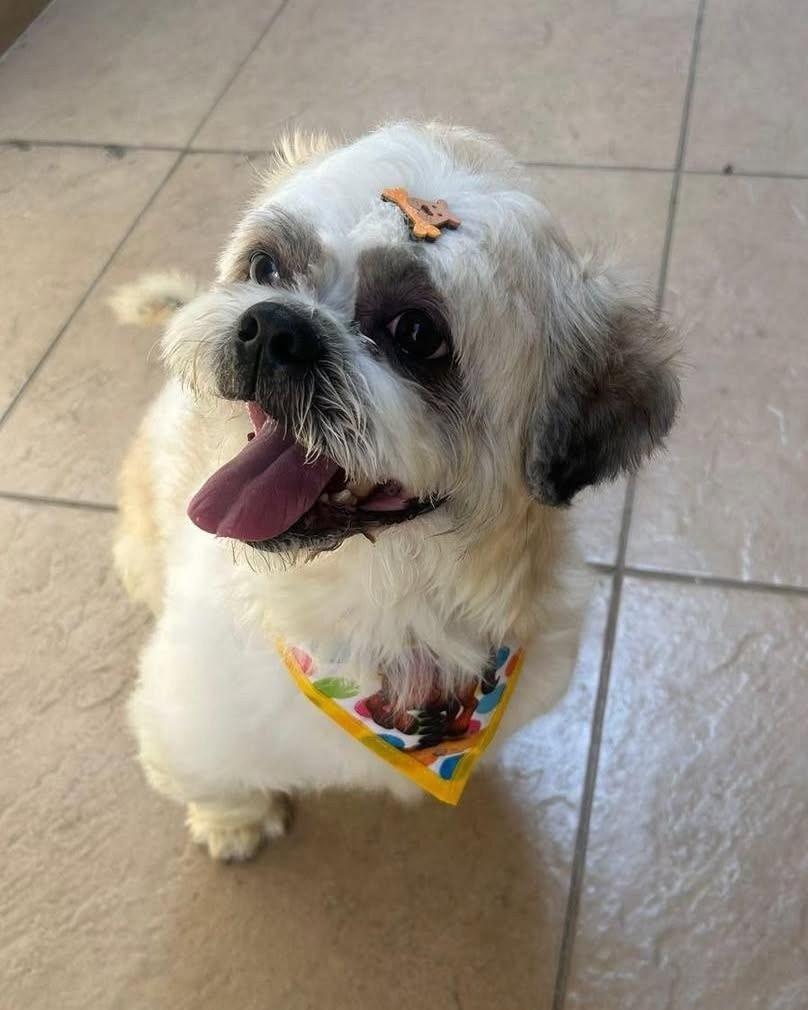 Flow, cachorro de porte pequeno para adoção em Ibiúna - SP — foto 2 de 2