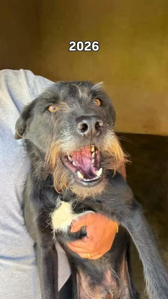 Pedro, cachorro de porte médio para adoção em Ibiúna - SP