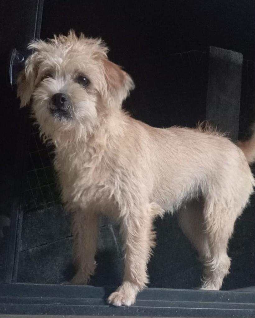 Madalena, cadela de porte pequeno para adoção em Nova Friburgo - RJ