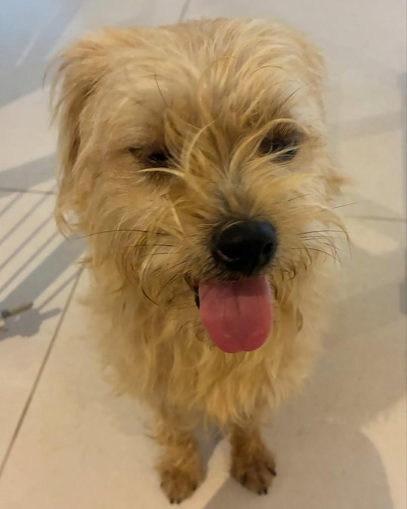 Madalena, cadela de porte pequeno para adoção em Nova Friburgo - RJ — foto 3 de 3