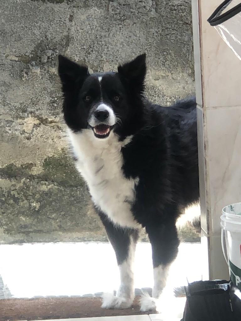 Charlie, cachorro de porte médio para adoção em Nova Friburgo - RJ