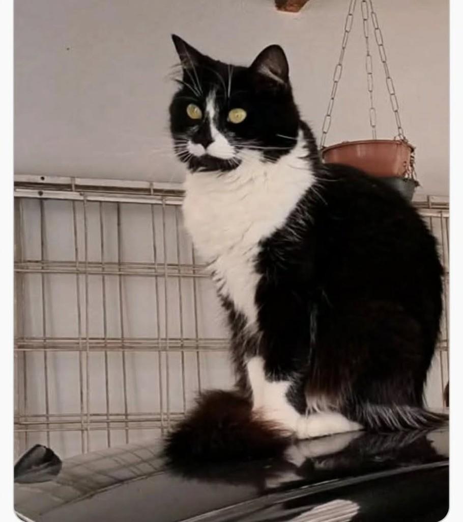 Chiquinha, gato de porte médio para adoção em Flores da Cunha - RS