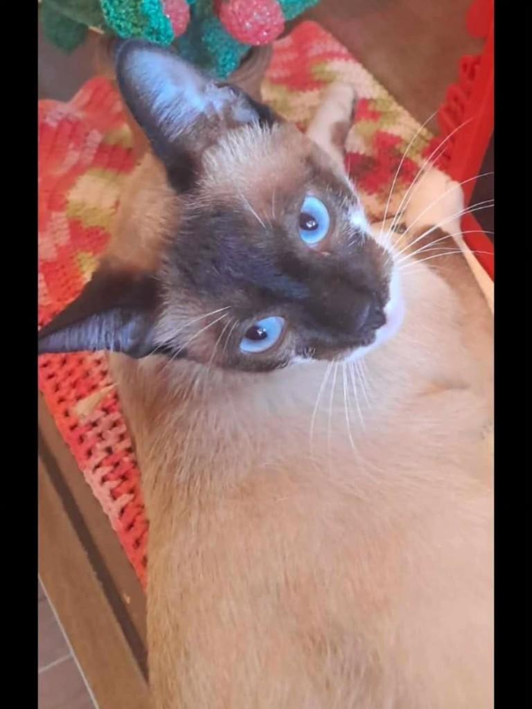 Chico, gato de porte pequeno para adoção em Mauá - SP
