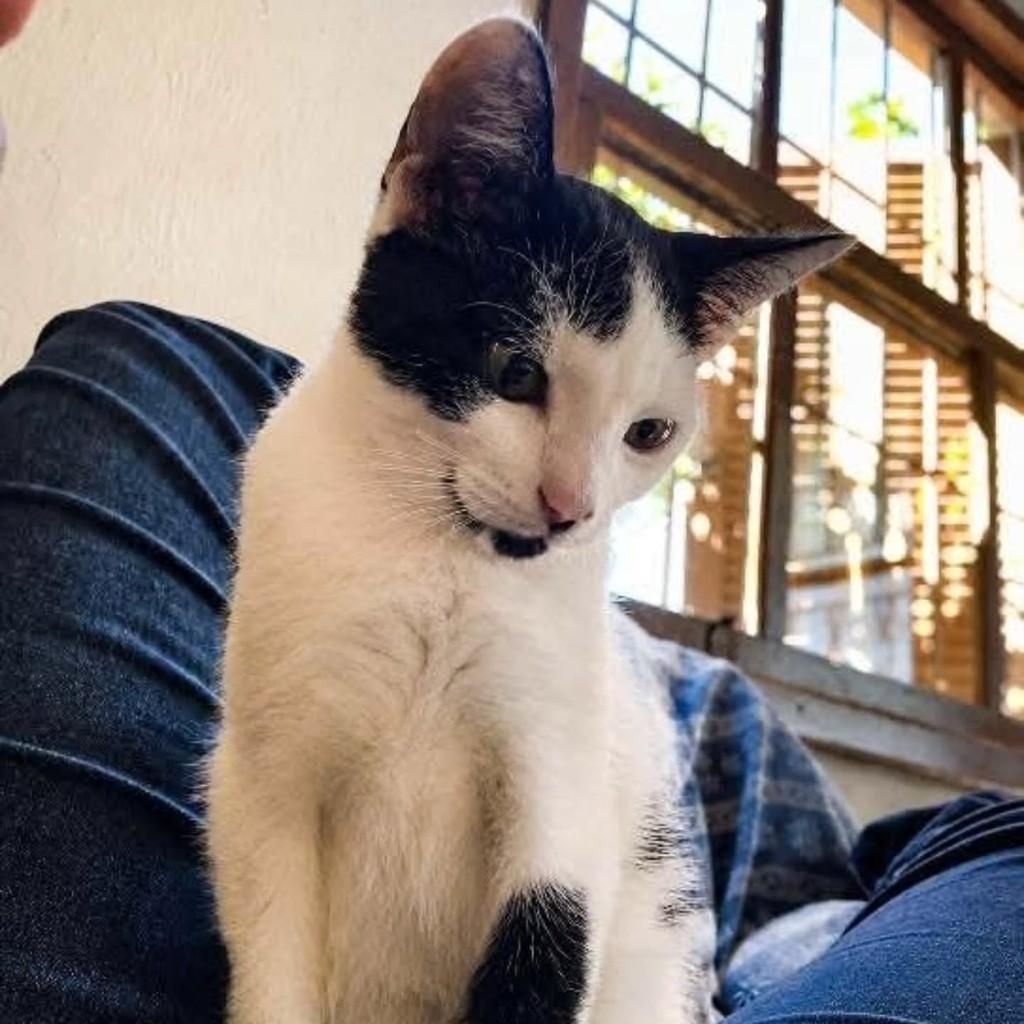 Floquinho, gato de porte pequeno para adoção em Tapes - RS