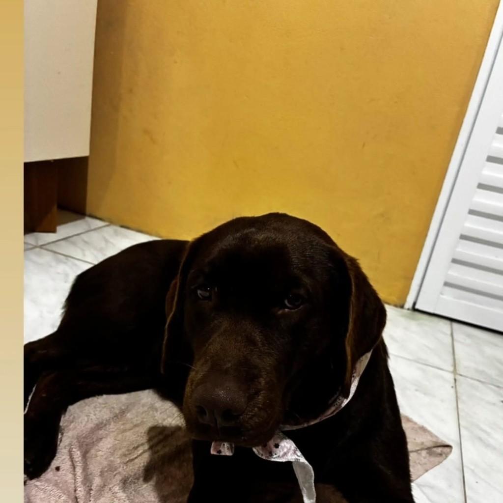 Chocolate, cadela de porte médio para adoção em Tapes - RS