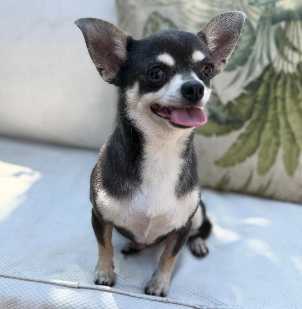 Ully, cadela de porte pequeno para adoção em São Paulo - SP