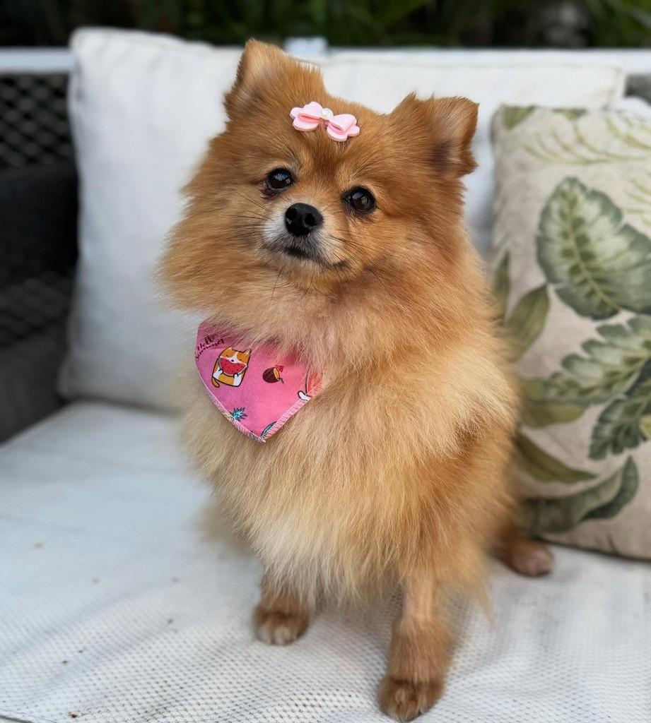 Ivy, cadela de porte pequeno para adoção em São Paulo - SP