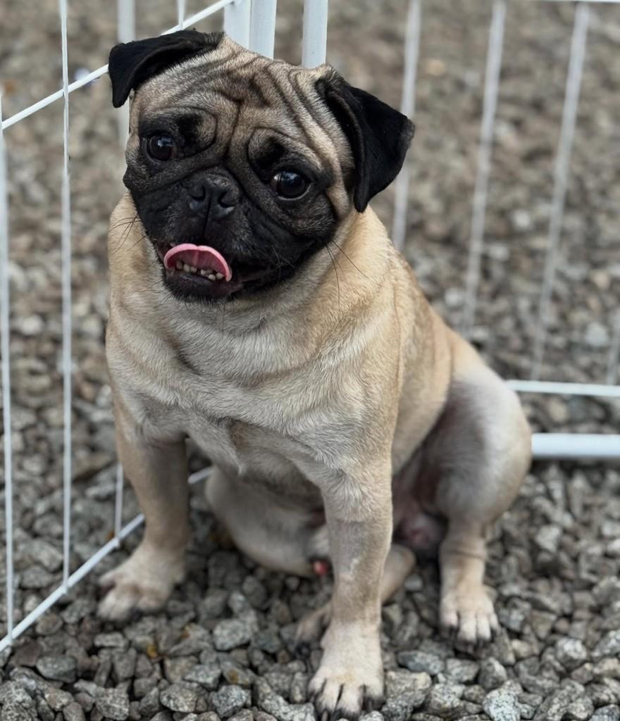 Rock, cachorro de porte pequeno para adoção em São Paulo - SP