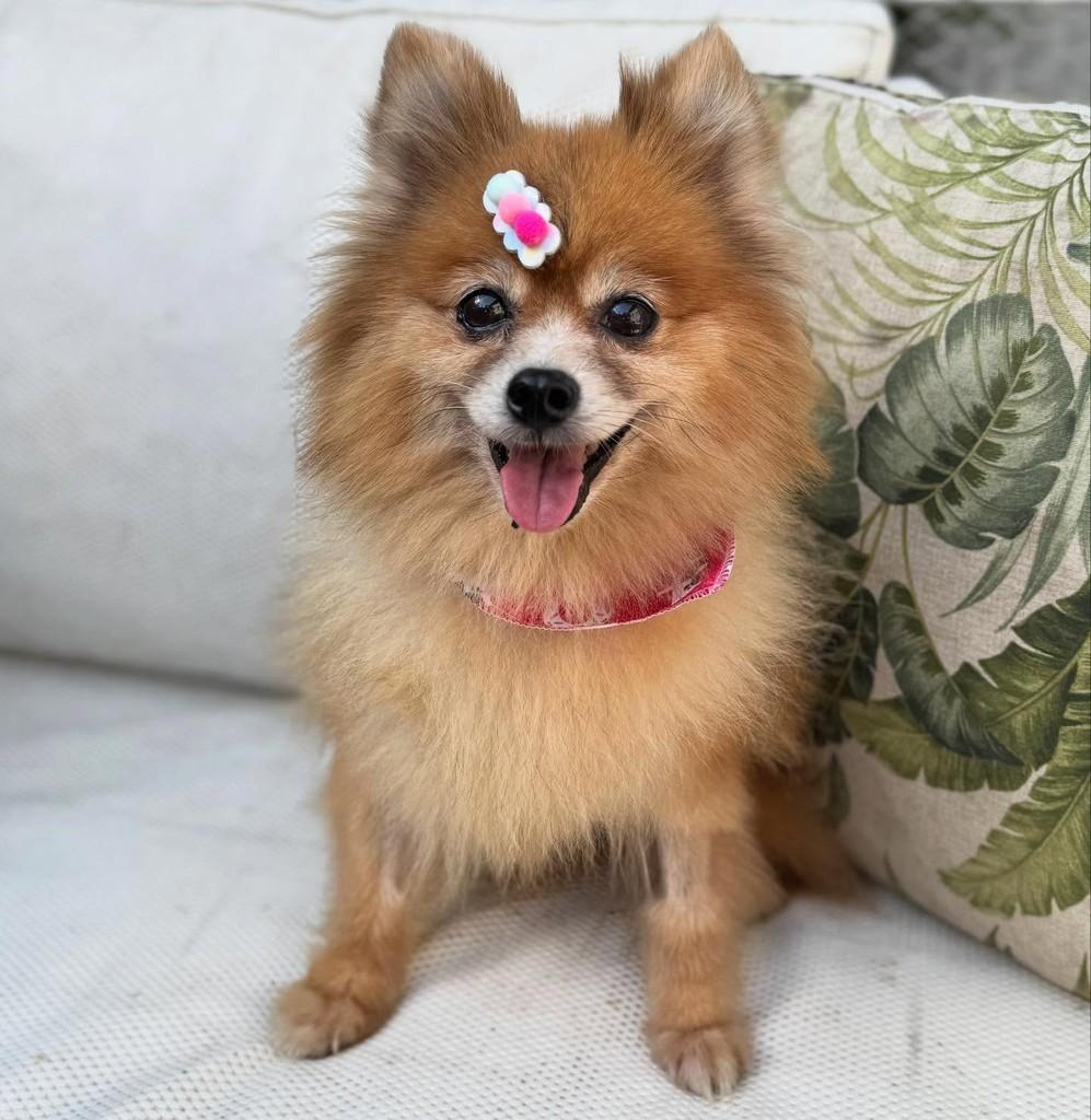 Lena, cadela de porte pequeno para adoção em São Paulo - SP