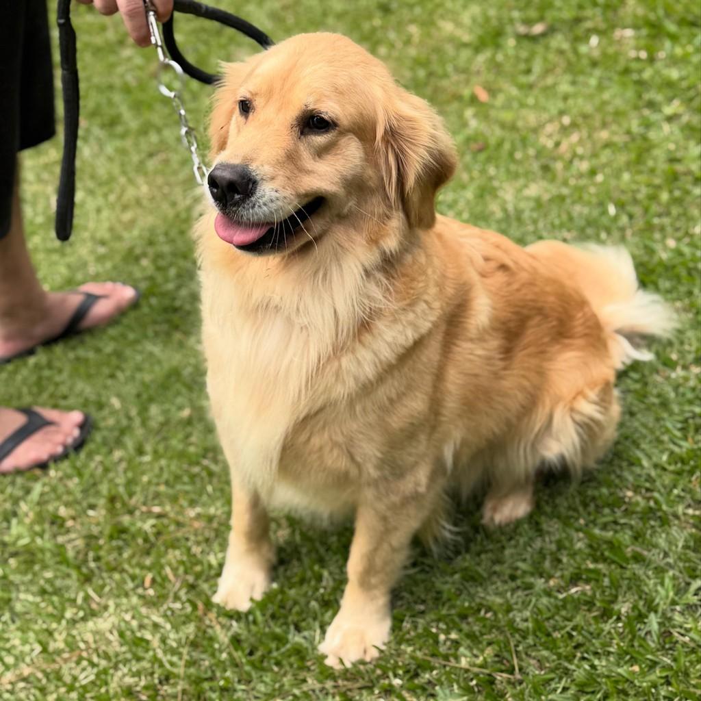 Kiara, cadela de porte grande para adoção em São Paulo - SP