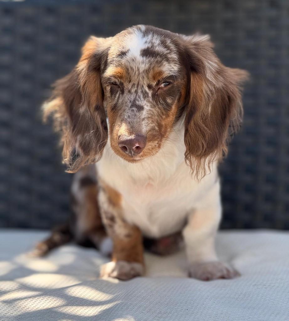 Cappuccino, cachorro de porte pequeno para adoção em São Paulo - SP