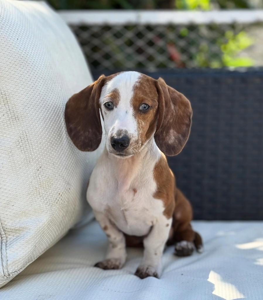 Mocaccino, cachorro de porte pequeno para adoção em São Paulo - SP