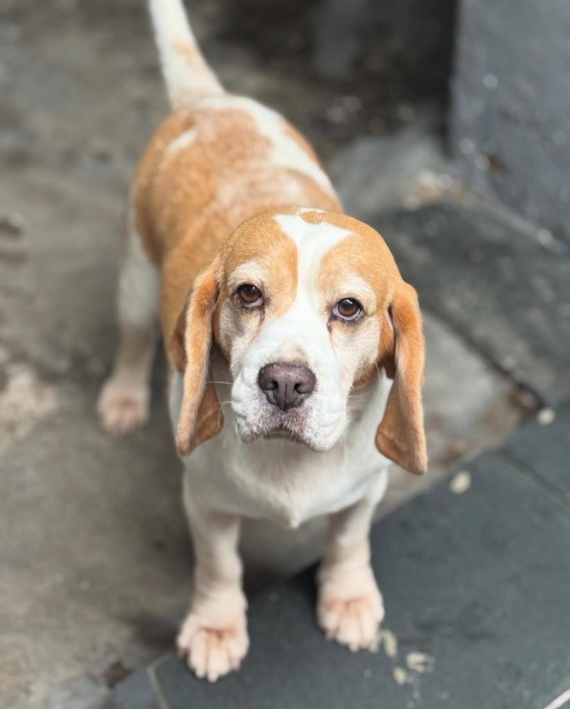 Cebolinha, cachorro de porte médio para adoção em São Paulo - SP