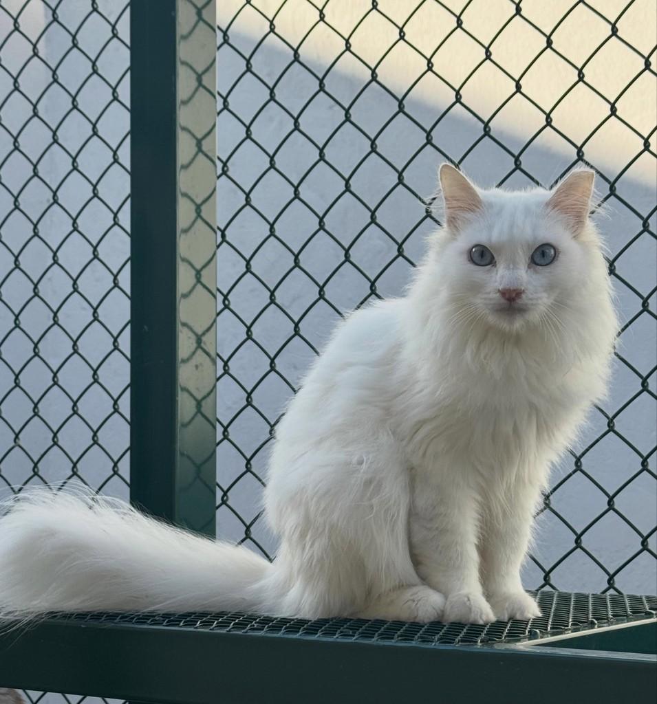 Misty, gata de porte médio para adoção em São Paulo - SP