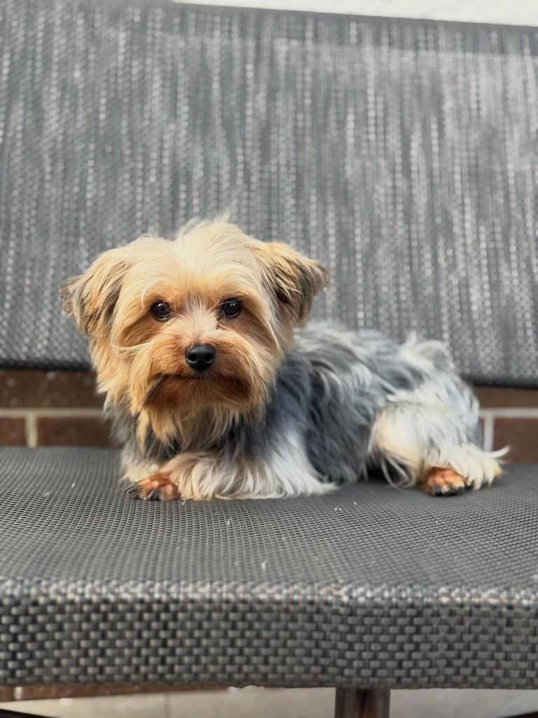 Bruno, cachorro de porte pequeno para adoção em São Paulo - SP
